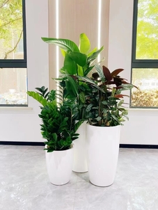 “绿化修剪新选择，宁波余姚这家公司超靠谱！验